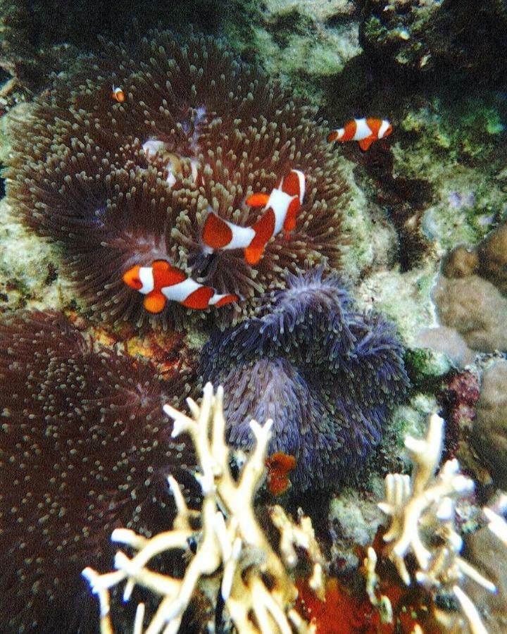 Wisma tamu Deepsky Karimunjawa